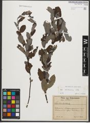 Foto von Salix starkeana Willd.